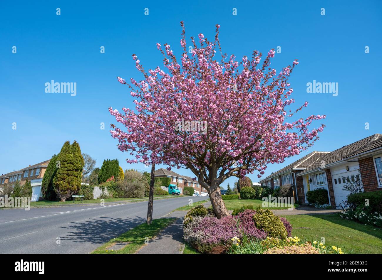 Frühling in der Vorstadt. Wohnstraße in Haywards Heath, West Sussex, England mit Kirschbaum in voller Blüte an einem hellen, sonnigen Apriltag. Stockfoto