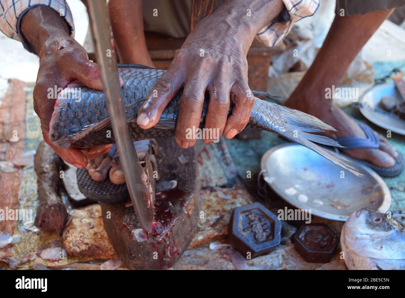 Ein indischer Fischhändler, der einen Rohu Fisch schneidet, der auch Machli wala in Hindi genannt wird Stockfoto