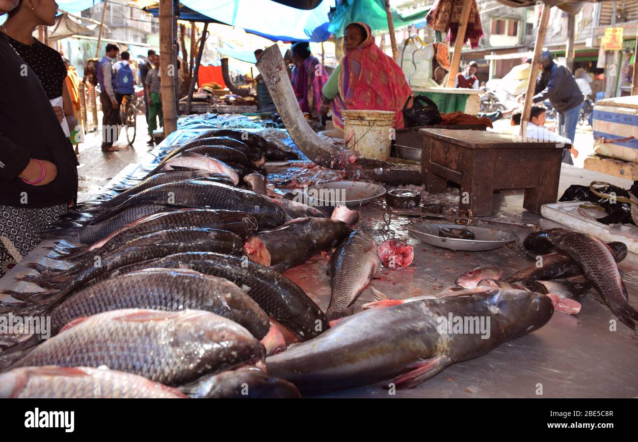 Fisch liegt in indischen Fischgeschäft oder Markt in West Bengalen Indien Stockfoto