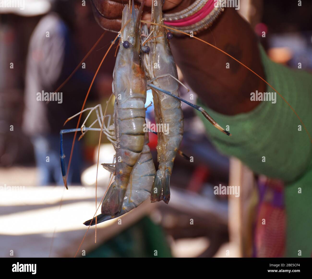 Ein indischer Fischverkäufer, der auf einem Fischmarkt in Westbengalen Indien Tiger Garnelen zeigt oder in der Nähe davon steht Stockfoto