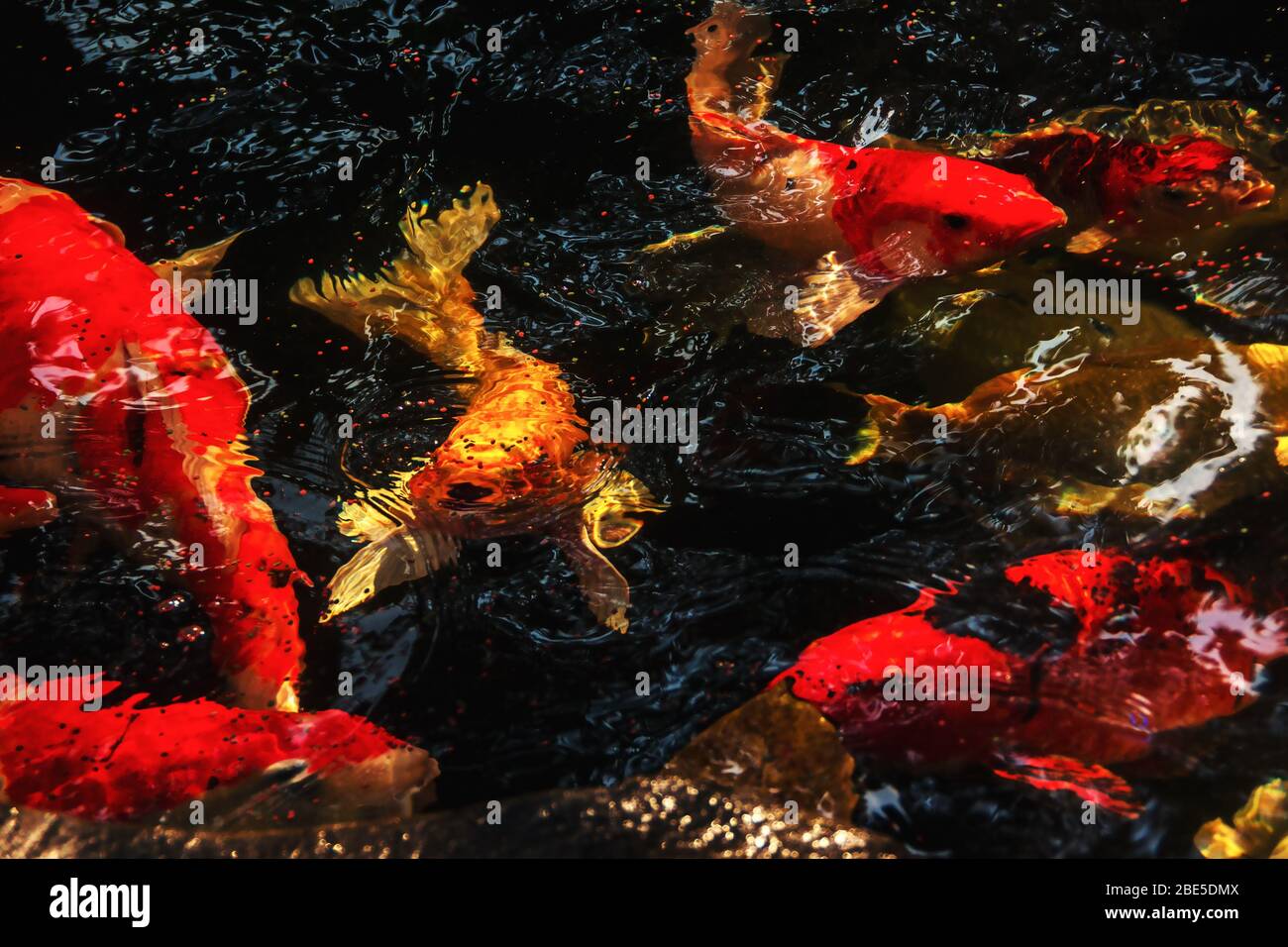Koi-Fische (Cyprinus rubrofuscus) oder mehrfarbige Brokatkarpfen (Amur-Karpfen) machen während der Fütterung beim Schwimmen im Teich eine Nahaufnahme Stockfoto
