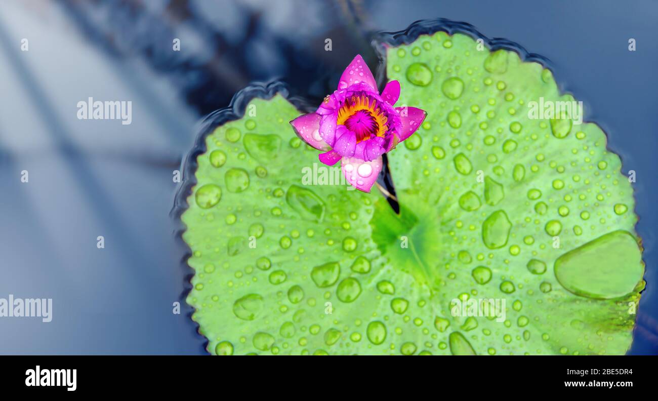 Lila Lotusblume in einem Teich auf der Wasseroberfläche Nahaufnahme