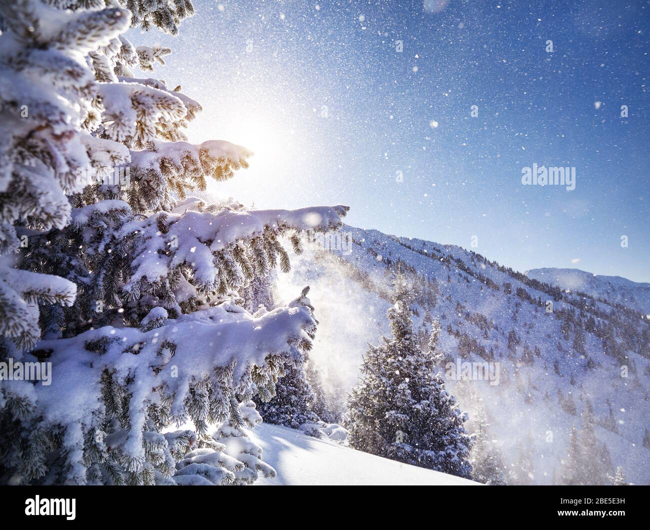 Schönen Weihnachtsbaum mit Schnee in den Bergen im Winter abgedeckt Stockfoto