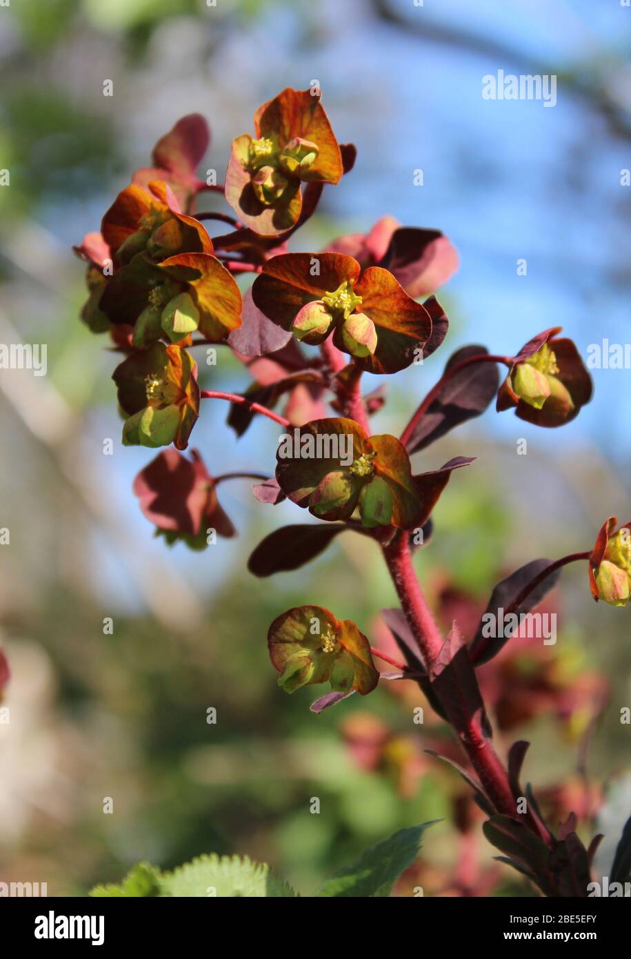 Die ungewöhnlichen grünen Blüten und lila Blätter von Euphorbia amygdaloides purpurea, auch bekannt als lila Holzstrauß. Im Freien in einer natürlichen Umgebung. Stockfoto