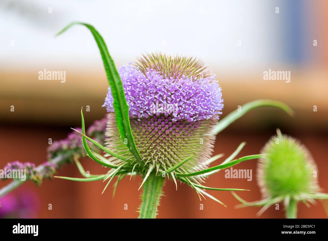 Nahaufnahme eines Wildblumenkopfes Stockfoto