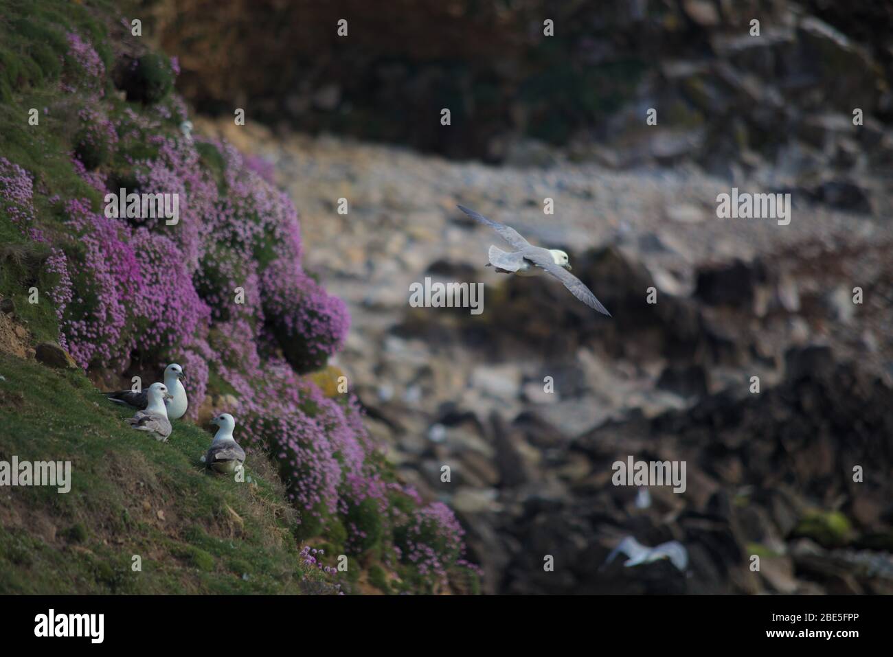 Ein Club von Eissturmfellen sitzt auf einer Klippe, während man vorbeifliegt, Grafschaft Wexford Irland Stockfoto