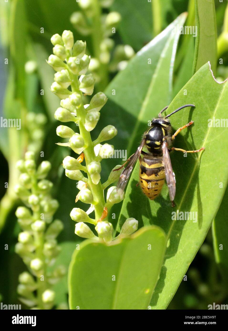 Magheralin, County Armagh, Northern, Ireland. April 2020. UK Wetter - Ostersonntag, ein frischerer Tag in strahlendem Sonnenschein mit einem Nordostwind, der die Temperaturen um ein paar Grad sinken sieht. Eine Wespe, die Pollen aus einem Gartenlaumel in starkem Frühlingssonne sucht. Credit: CAZIMB/Alamy Live News. Stockfoto
