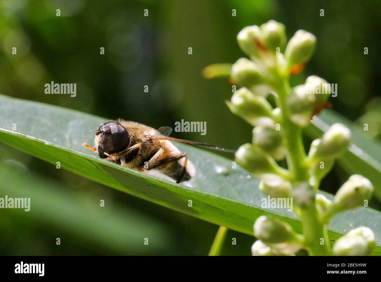 Magheralin, County Armagh, Northern, Ireland. April 2020. UK Wetter - Ostersonntag, ein frischerer Tag in strahlendem Sonnenschein mit einem Nordostwind, der die Temperaturen um ein paar Grad sinken sieht. Auf seinem Lorbeer ruht ein Insekt, das die Sonne auf einem Lorbeer im Garten aufsaukt. Credit: CAZIMB/Alamy Live News. Stockfoto