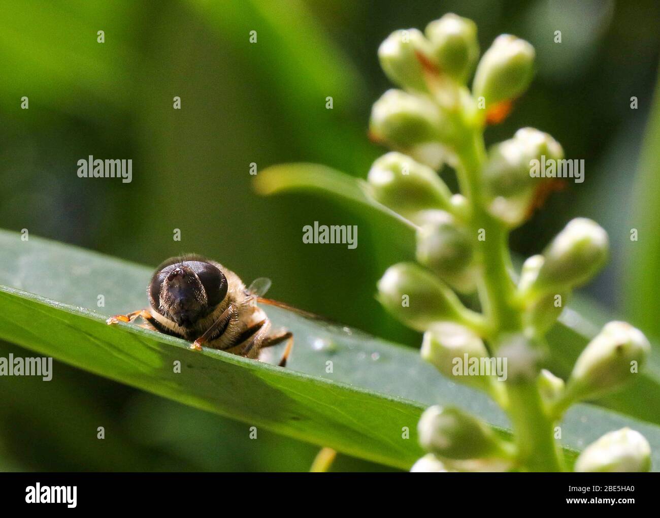 Magheralin, County Armagh, Northern, Ireland. April 2020. UK Wetter - Ostersonntag, ein frischerer Tag in strahlendem Sonnenschein mit einem Nordostwind, der die Temperaturen um ein paar Grad sinken sieht. Auf seinem Lorbeer ruht ein Insekt, das die Sonne auf einem Lorbeer im Garten aufsaukt. Credit: CAZIMB/Alamy Live News. Stockfoto