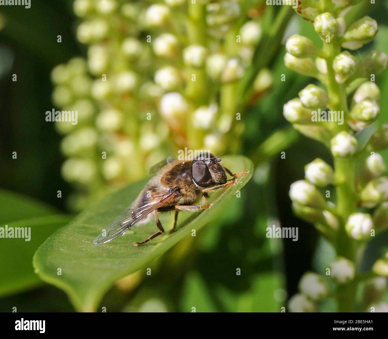 Magheralin, County Armagh, Northern, Ireland. April 2020. UK Wetter - Ostersonntag, ein frischerer Tag in strahlendem Sonnenschein mit einem Nordostwind, der die Temperaturen um ein paar Grad sinken sieht. Geschützt sonnt sich dieses Insekt in der Sonne auf einem Lorbeerblatt. Credit: CAZIMB/Alamy Live News. Stockfoto