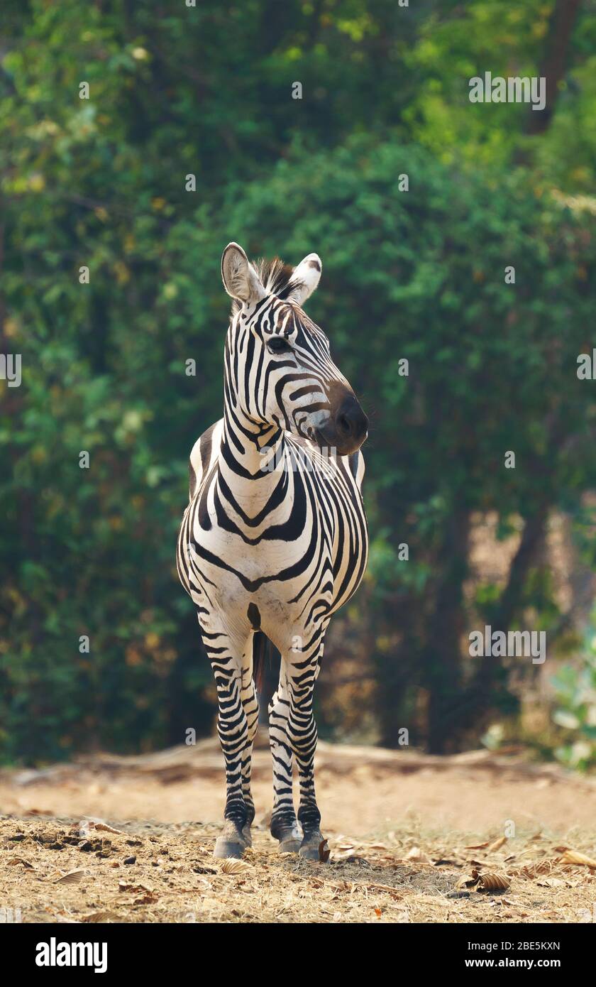 zebra steht allein im Zoo Stockfoto