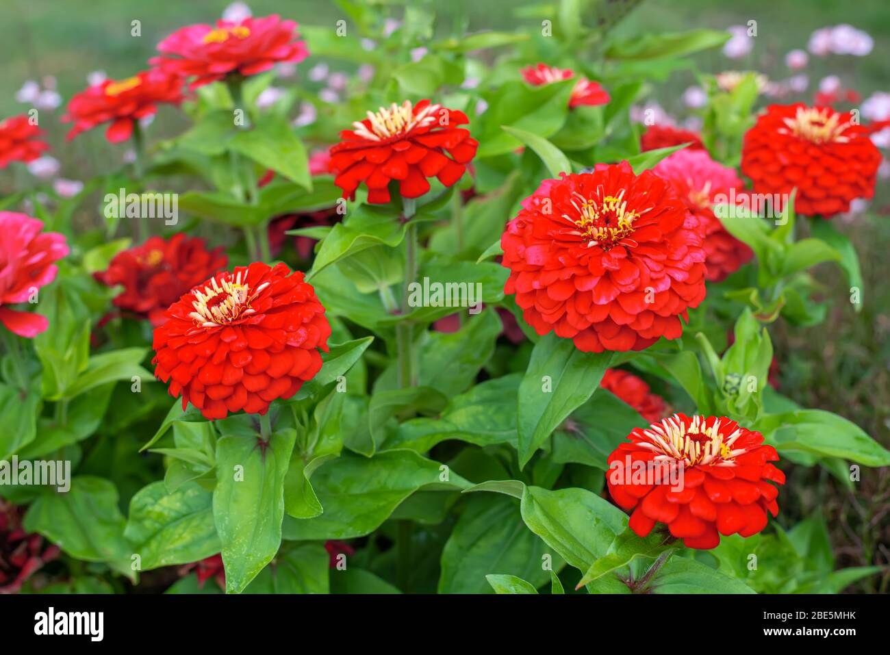 Rote Blüten von Zinnia elegans, gemeiner Zinnia oder eleganter Zinnia im formellen Garten Stockfoto