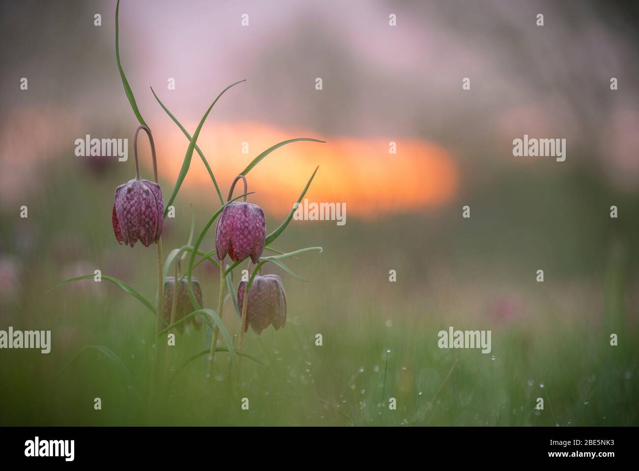 Schlangen Kopf Fritillary, Fritillaria meleagris, frühen Frühling in Oxfordshire Stockfoto