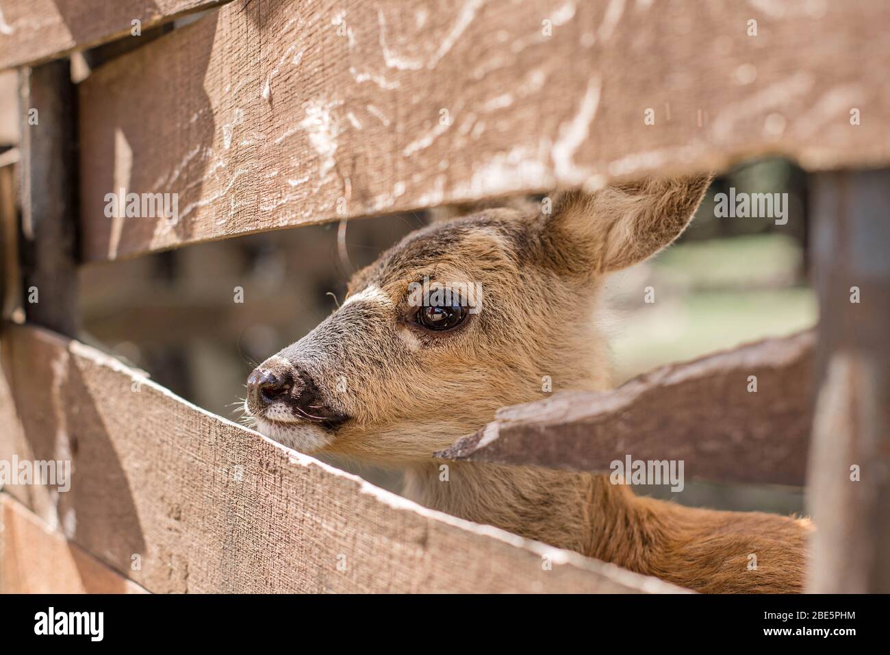 Niedliches Reh schaut durch einen Holzzaun. Naturschutzgebiet in Zevana Castle, Weißrussland, Grodno. Stockfoto