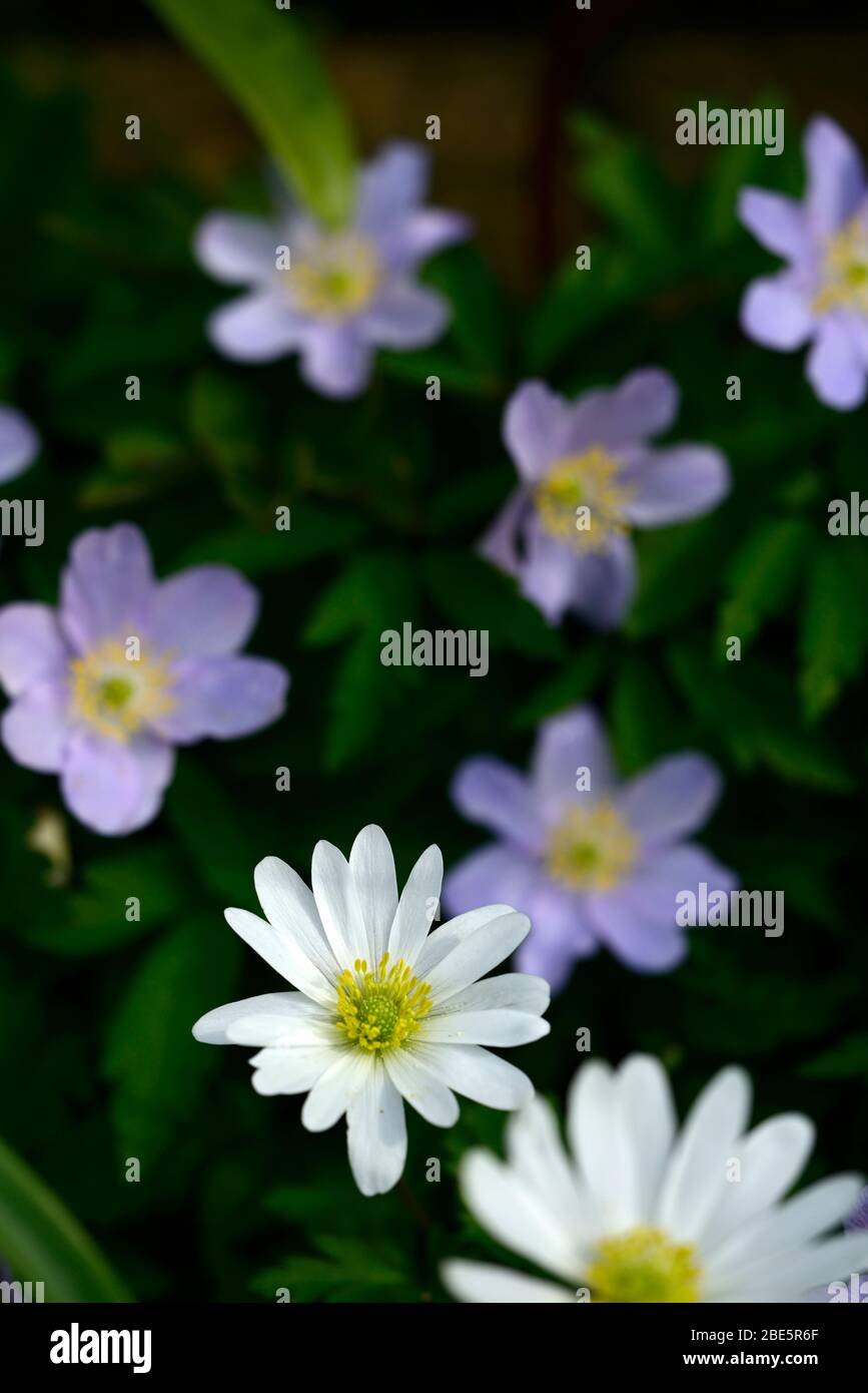 Anemone blanda weiß Schattierungen, Anemone nemorosa robinsoniana, blau, Blumen, Blume, blühend, Holz, Wald, Wälder, Schatten, schattig, schattig, Pflanze, RM Flora Stockfoto