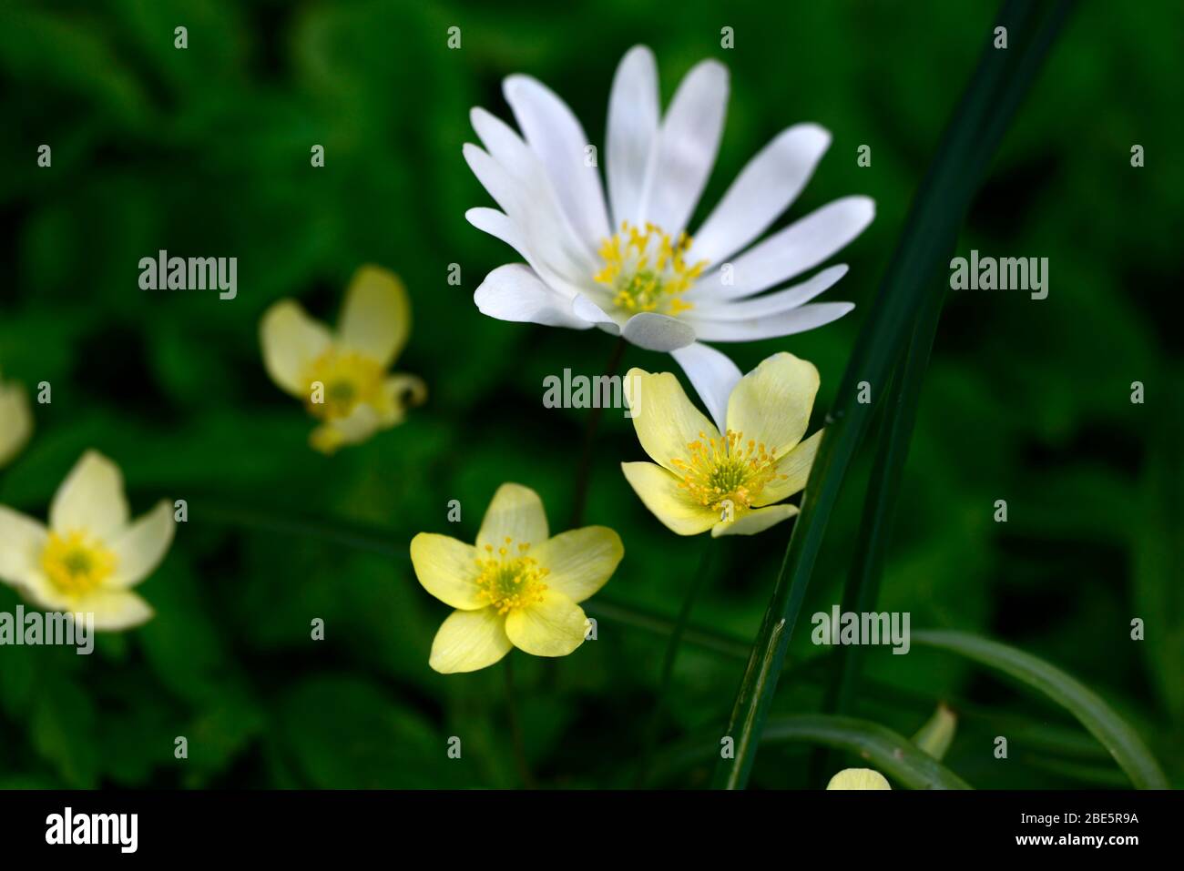 Anemone x lipsiensis pallida, cremegelbe Blüten Anemone blanda weiße Schattierungen, weiße Blumen, Wildblumen, Blume, Blüte, Wälder, Waldgarten, Shad Stockfoto