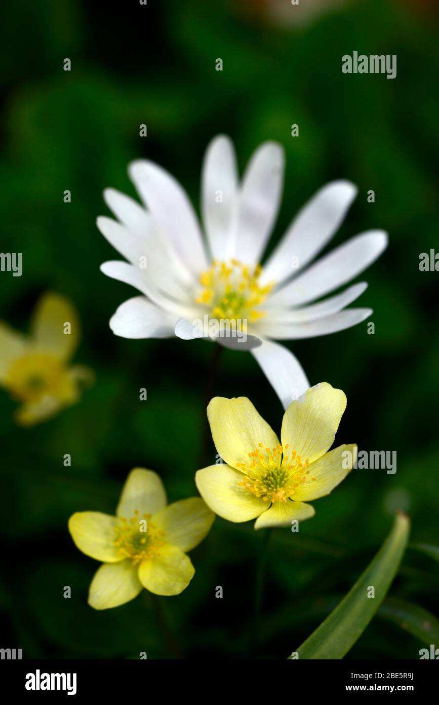 Anemone x lipsiensis pallida, cremegelbe Blüten Anemone blanda weiße Schattierungen, weiße Blumen, Wildblumen, Blume, Blüte, Wälder, Waldgarten, Shad Stockfoto