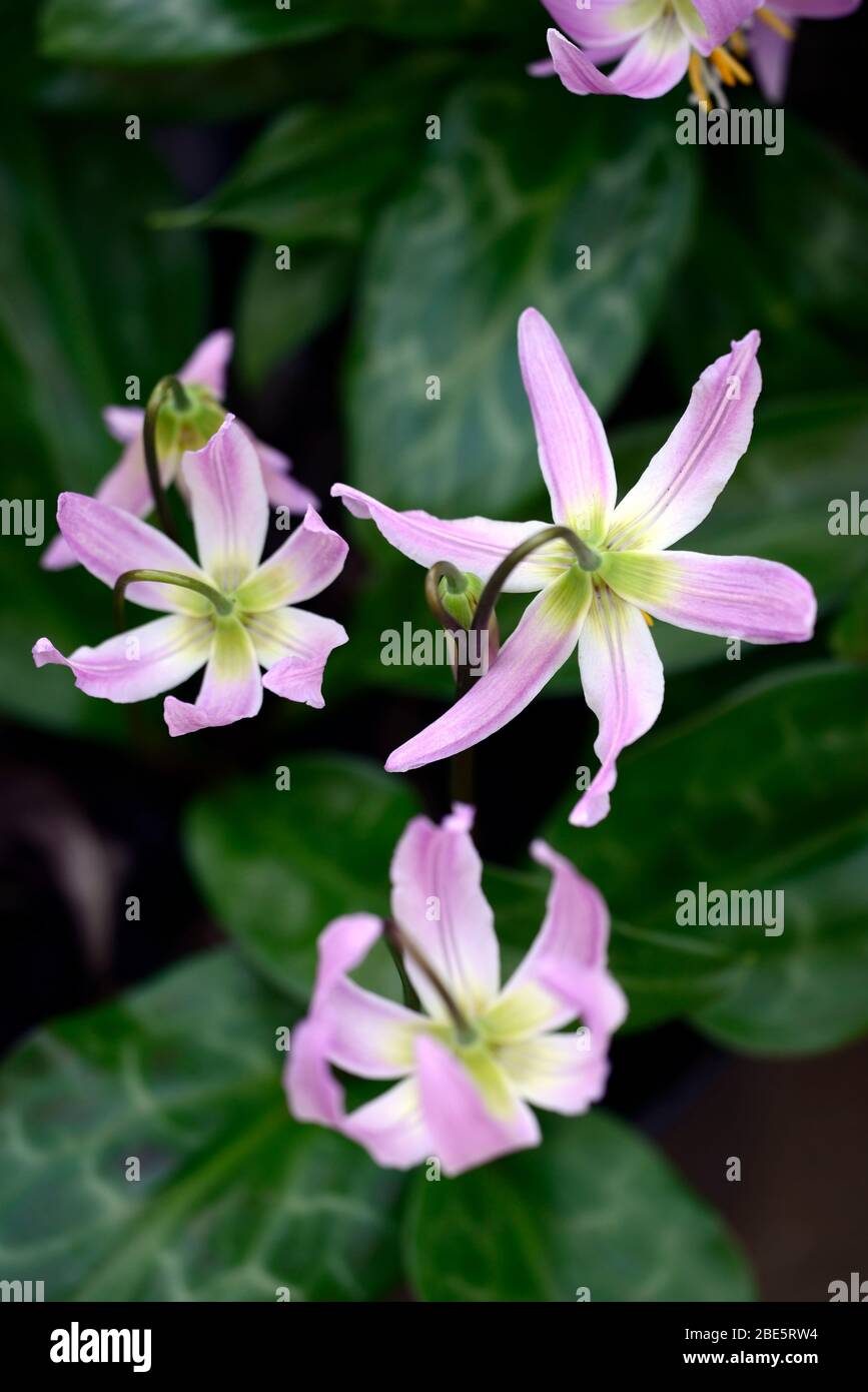 Erythronium, Fawn Lilie, Hahnentrittviolett, lila rosa Blüten, Blick von oben auf Blumen, Blüten, Klumpen, Holz, Wald, Wald, Schatten, Sha Stockfoto