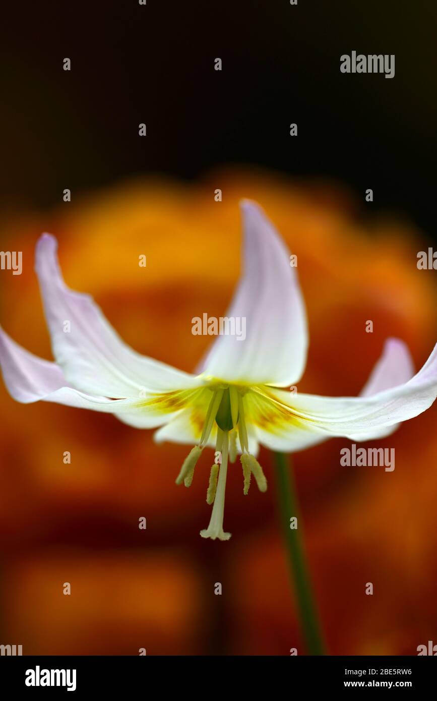 Erythronium Sonnenuntergang Serenade, weiche rosa Blumen, Waldgarten, Schatten, schattig, schattig, Holz, Hund Zahn violett, Frühling, Blumen, Blume, Blüte, RM Floral Stockfoto