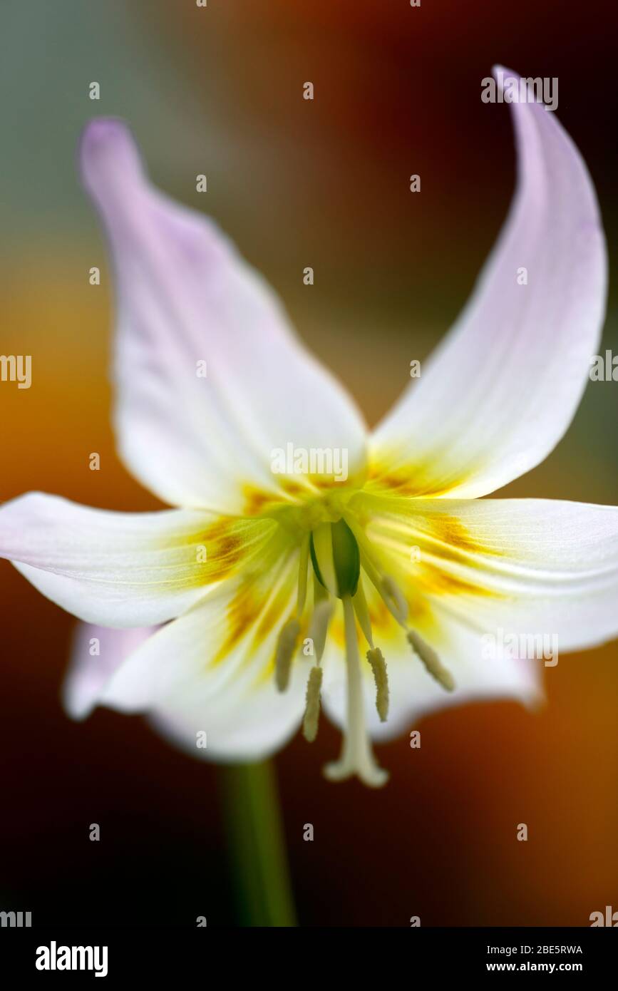Erythronium Sonnenuntergang Serenade, weiche rosa Blumen, Waldgarten, Schatten, schattig, schattig, Holz, Hund Zahn violett, Frühling, Blumen, Blume, Blüte, RM Floral Stockfoto
