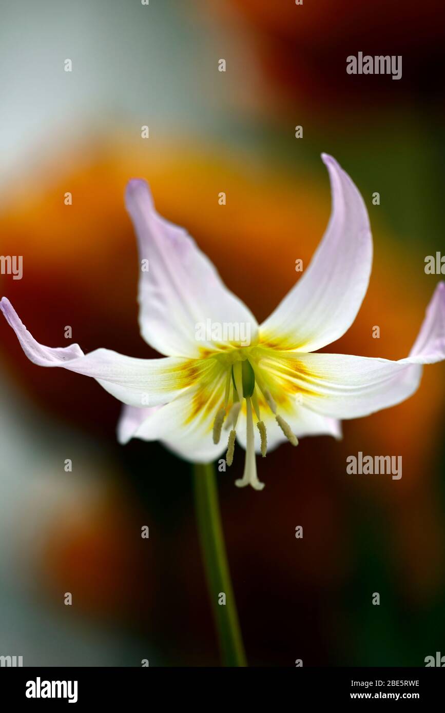 Erythronium Sonnenuntergang Serenade, weiche rosa Blumen, Waldgarten, Schatten, schattig, schattig, Holz, Hund Zahn violett, Frühling, Blumen, Blume, Blüte, RM Floral Stockfoto