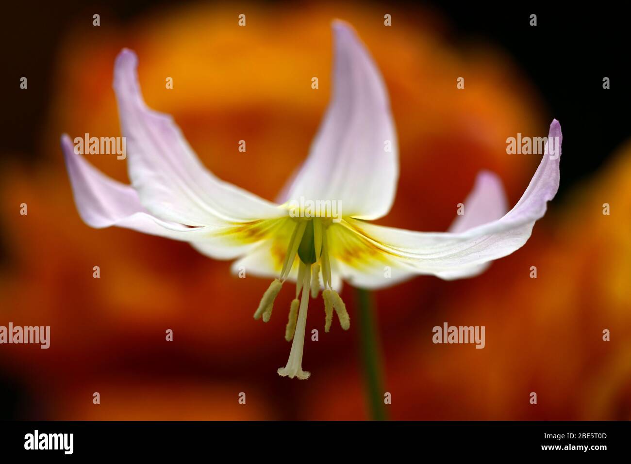Erythronium Sonnenuntergang Serenade, weiche rosa Blumen, Waldgarten, Schatten, schattig, schattig, Holz, Hund Zahn violett, Frühling, Blumen, Blume, Blüte, RM Floral Stockfoto