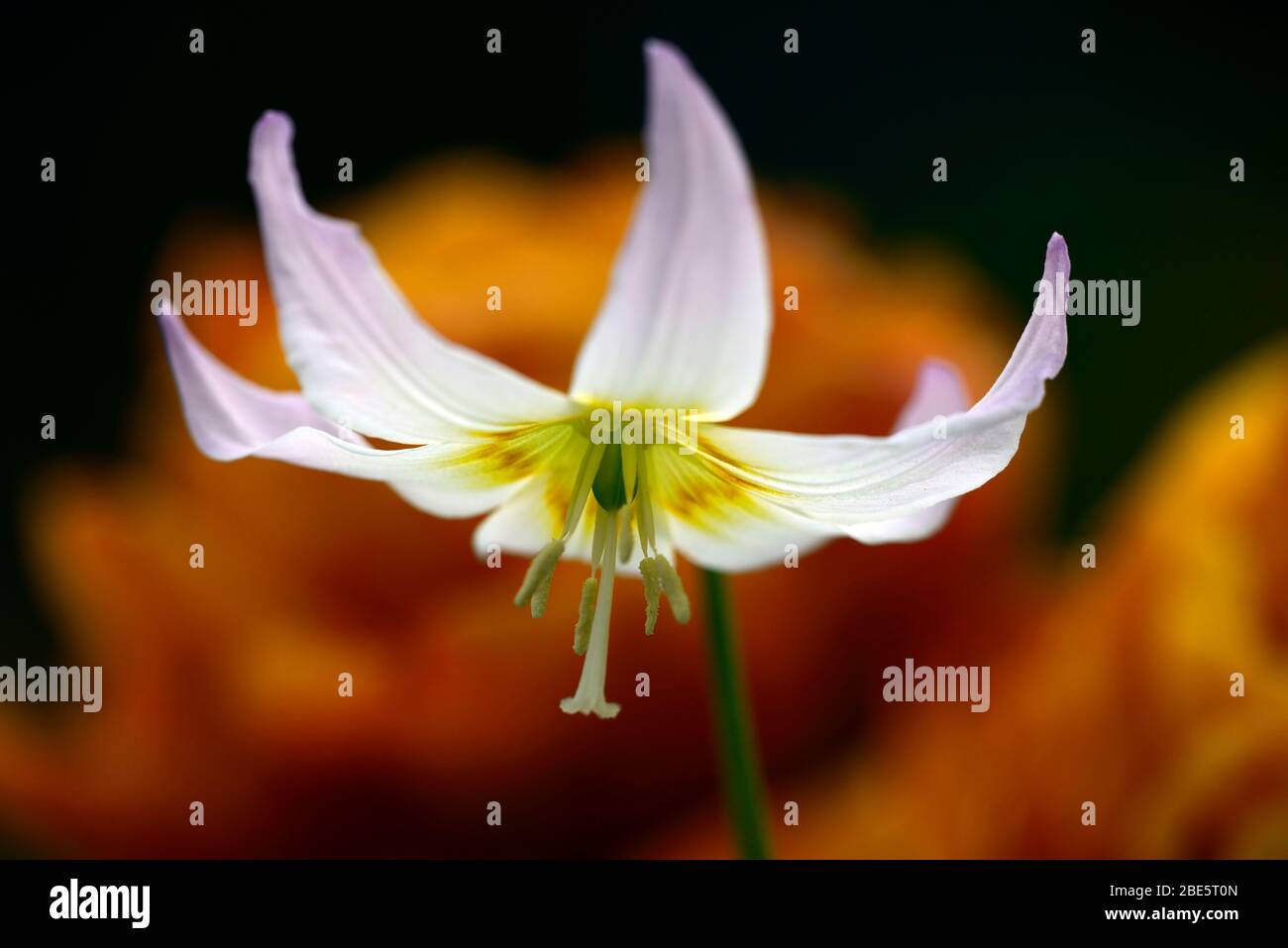 Erythronium Sonnenuntergang Serenade, weiche rosa Blumen, Waldgarten, Schatten, schattig, schattig, Holz, Hund Zahn violett, Frühling, Blumen, Blume, Blüte, RM Floral Stockfoto