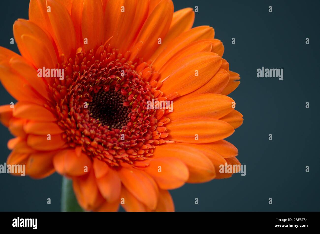 Bunte transvaal Gänseblümchen Stockfoto