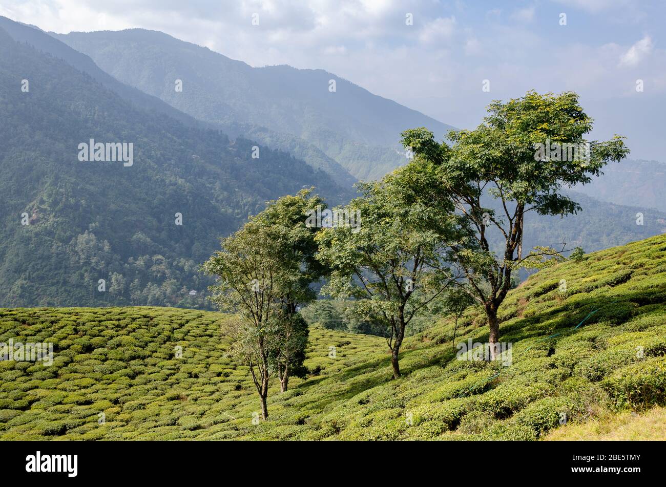 Schöne Aussicht auf hohe Berge mit Blick auf Bloomfield Tea Garden, Darjeeling, West Bengalen, Indien Stockfoto