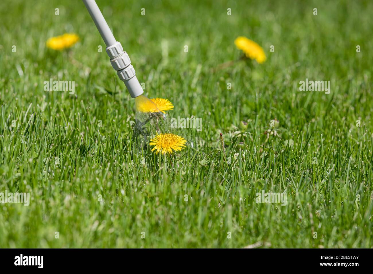 Rasen unkraut Fotos und Bildmaterial in hoher Auflösung Alamy