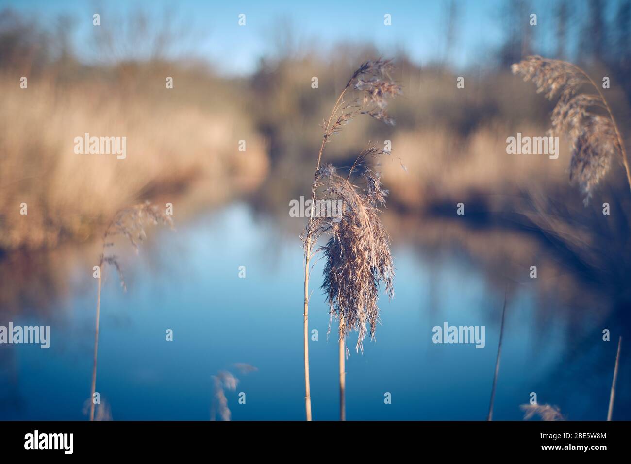 Schöne entspannende Morgenstimmung in der Natur auf einem See Stockfoto