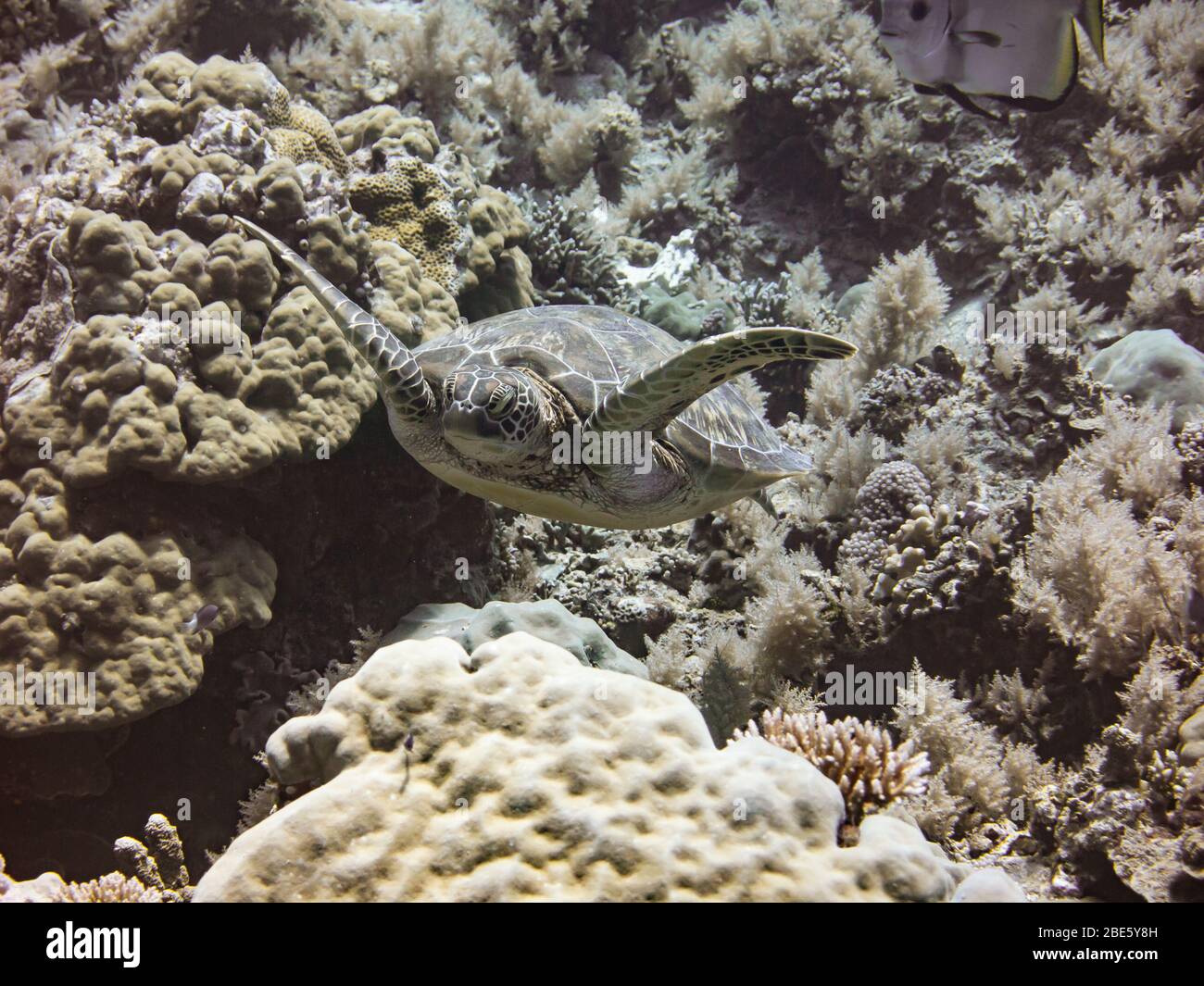 Meeresschildkröten schwimmen im Ozean von Palau, Pazifik Stockfoto