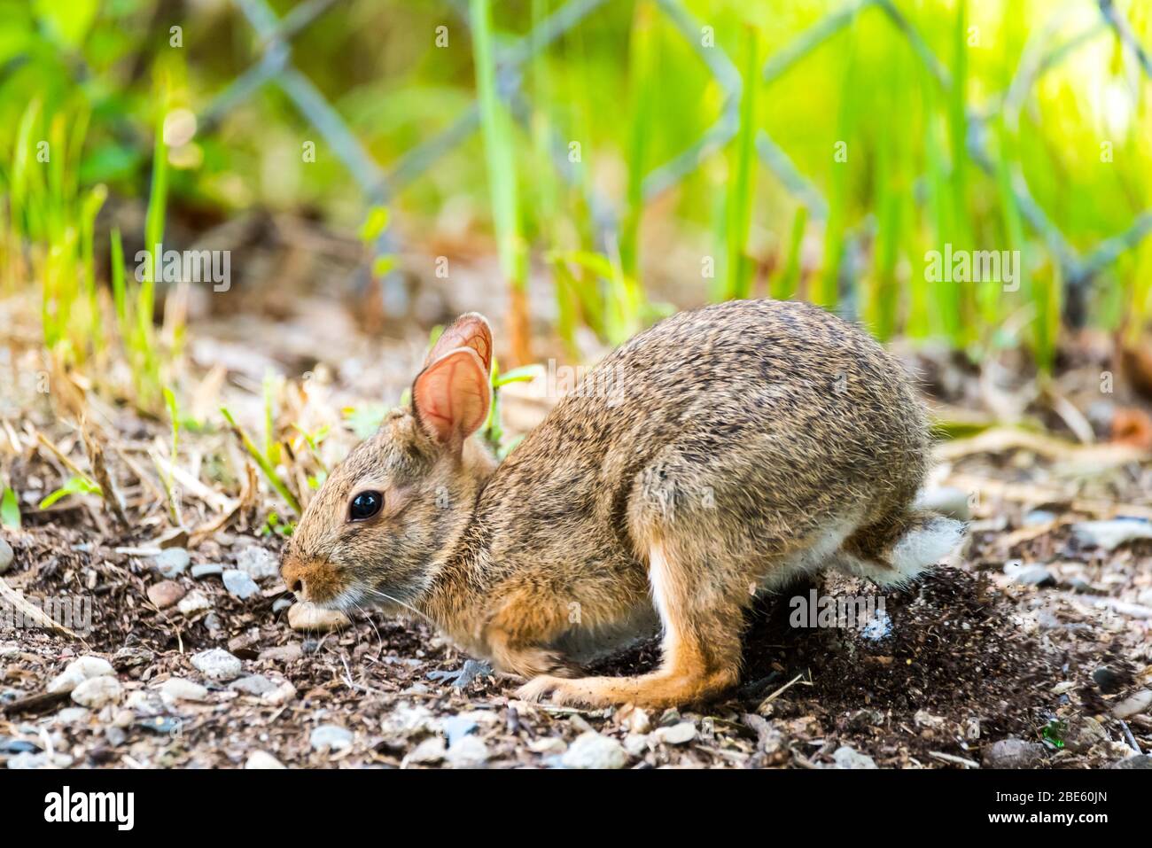 Der junge New England Cottontail Hase gräbt ein Loch in den Boden, um ein Schmutzbad zu nehmen. Stockfoto