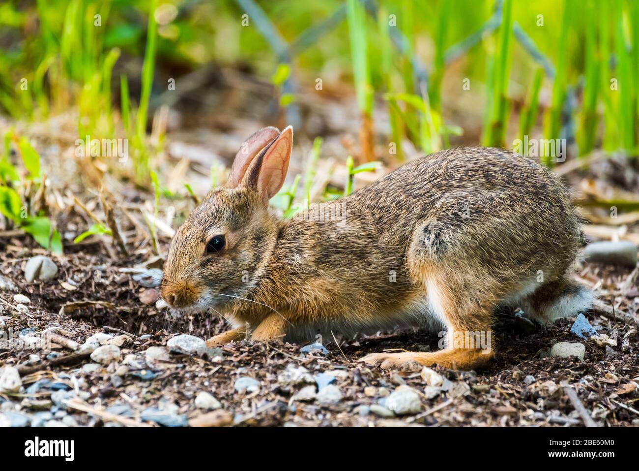 Der junge New England Cottontail Hase gräbt ein Loch in den Boden, um ein Schmutzbad zu nehmen. Stockfoto