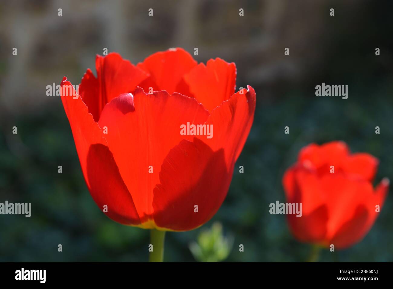 Leuchtend rote Tulpenblüte, hinterleuchtet Stockfoto