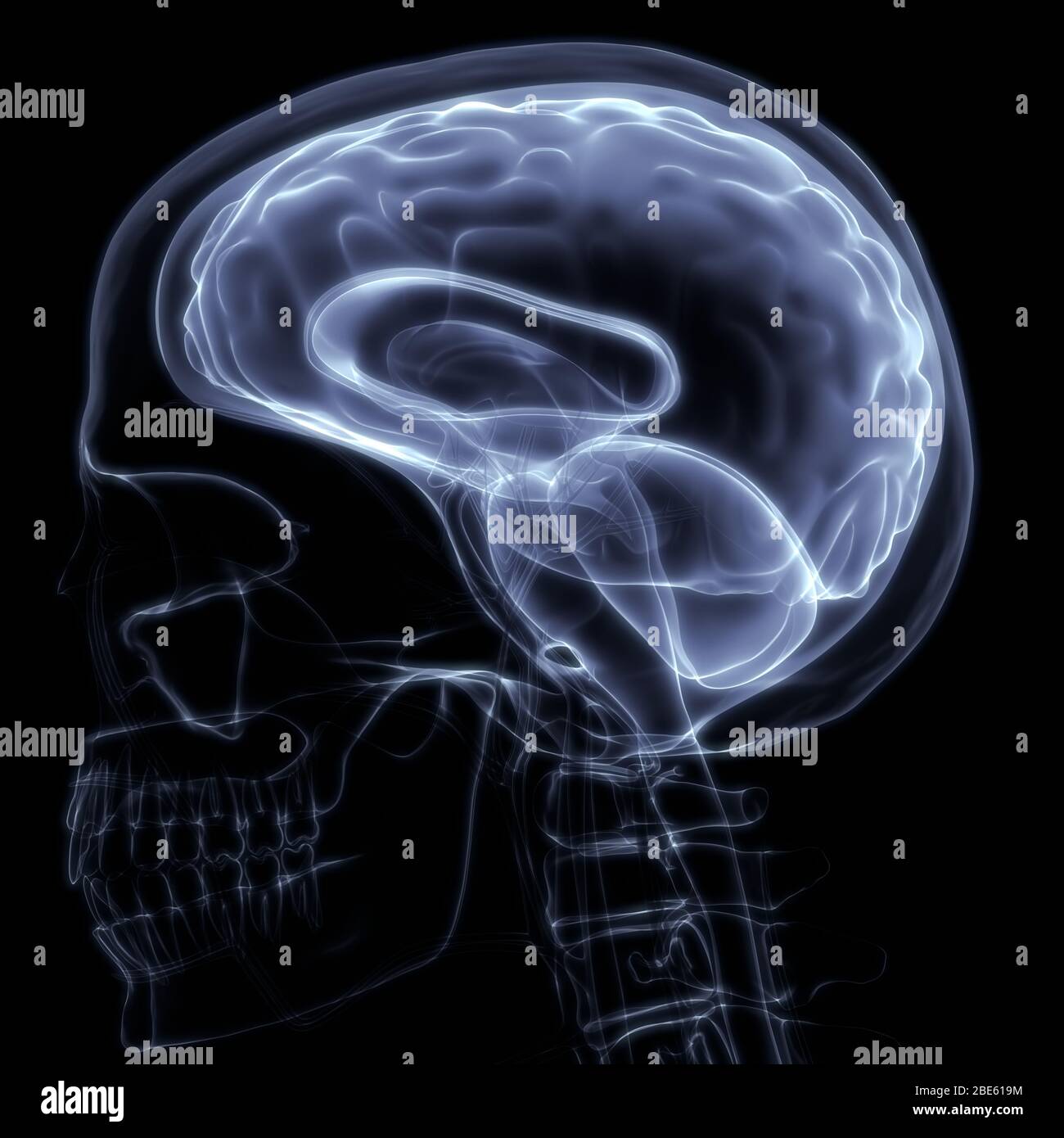 Gehirn ist ein Teil der Anatomie des menschlichen Körpers Zentralnervensystem. 3D Stockfoto