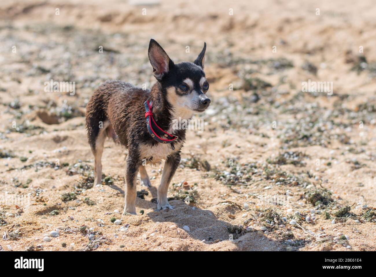 Kleiner süßer Hund steht am Strand Stockfoto