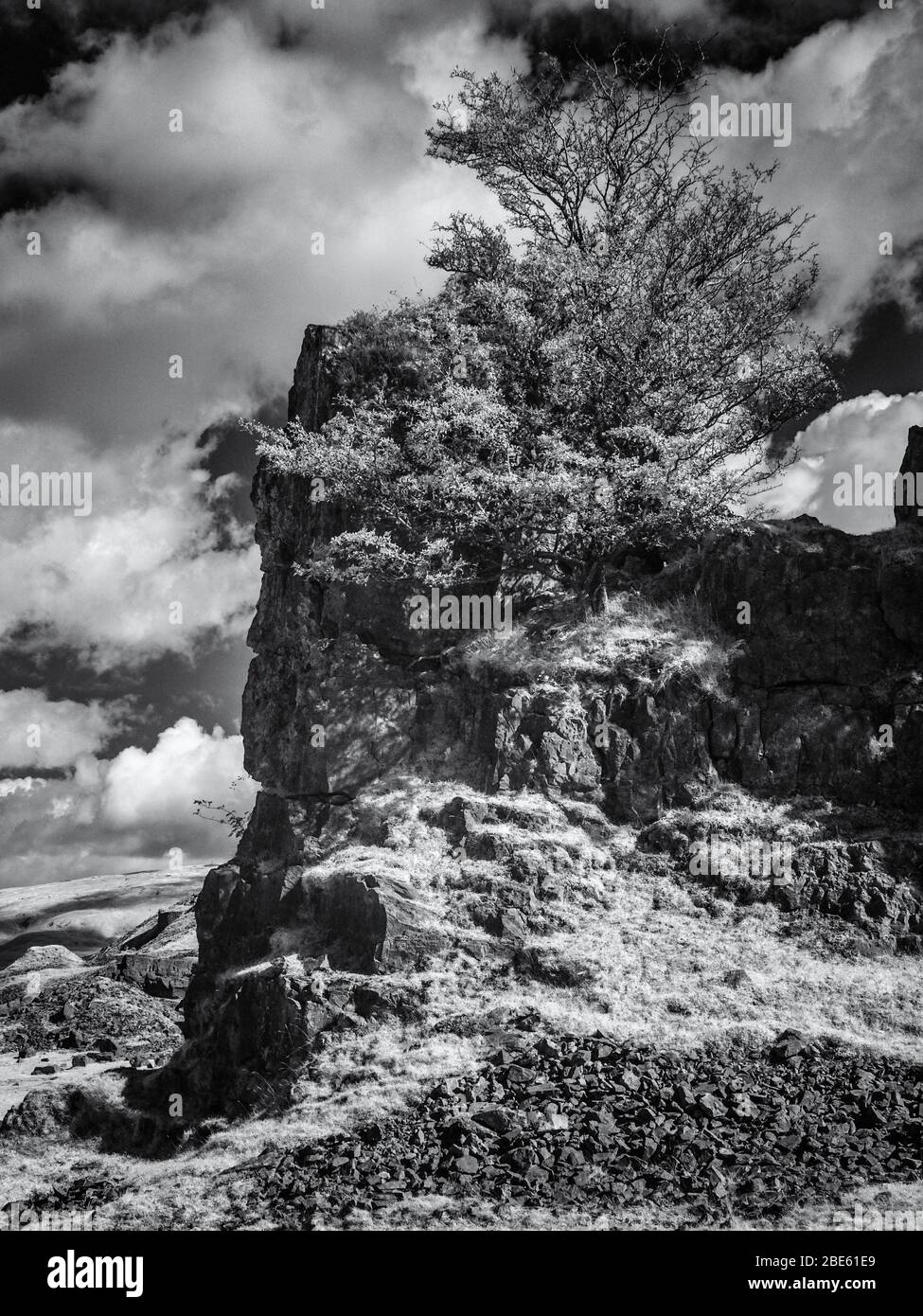 Baum wächst in einem verlassenen Steinbruch in Infrarot Stockfoto