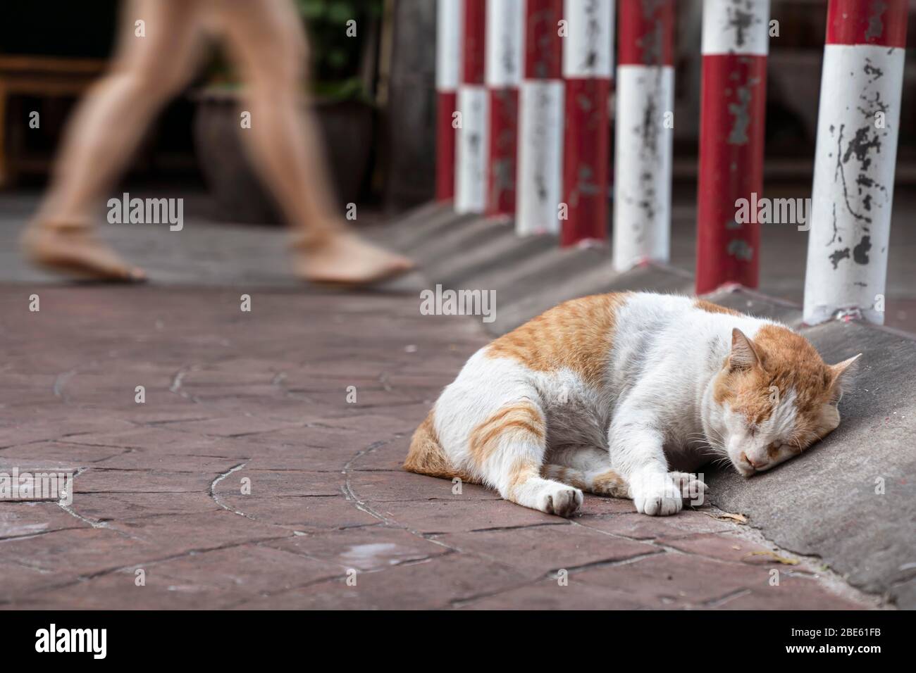 Eine Straßenkatze schläft entspannt auf dem Gehweg, die Leute gehen vorbei, er achtet nicht auf sie. Stockfoto