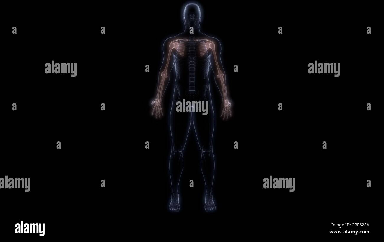 Knochengelenke der Anatomie des menschlichen Skelettsystems Stockfoto
