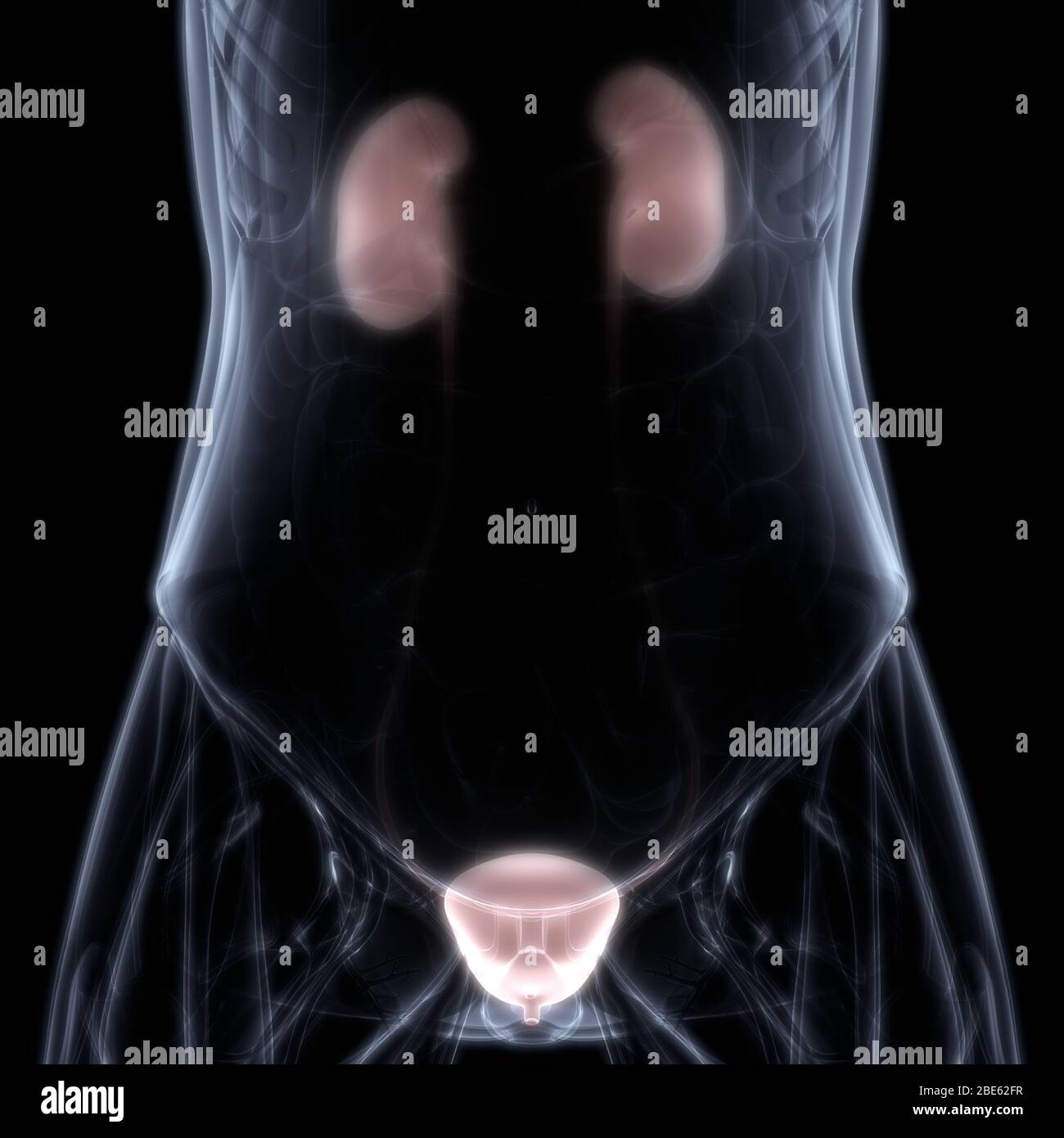 Menschliche innere Organe Harnsystem Nieren mit Blase Anatomie. 3D Stockfoto