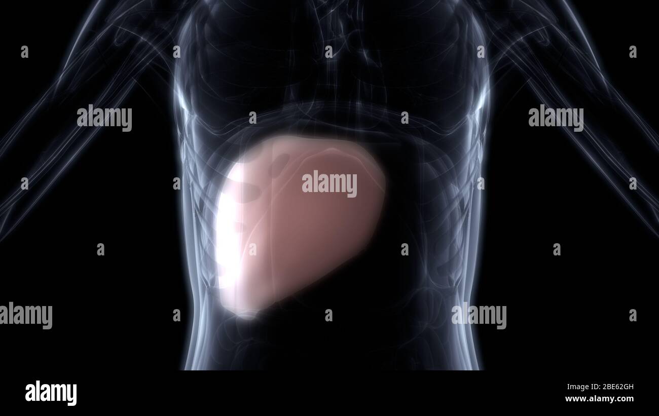 Leber ist ein Teil des menschlichen Körpers Anatomie der inneren Organe. 3D Stockfoto