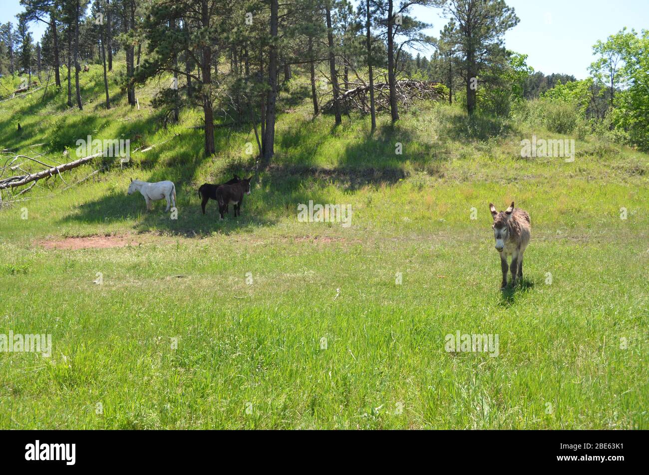 Spätsohling in South Dakota: Wilde Esel der Black Hills entlang der Wildlife Loop Road im Custer State Park Stockfoto