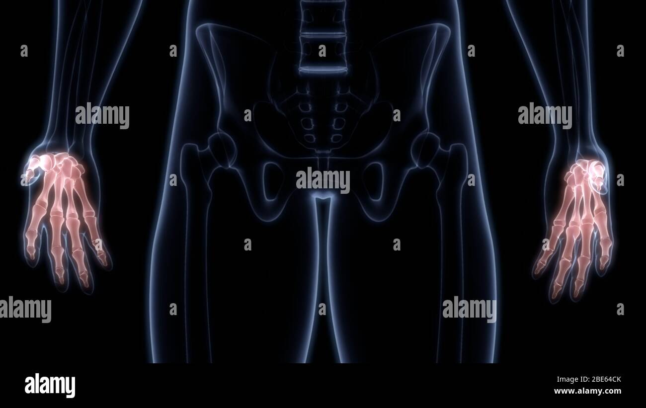 Knochengelenke der Anatomie des menschlichen Skelettsystems Stockfoto