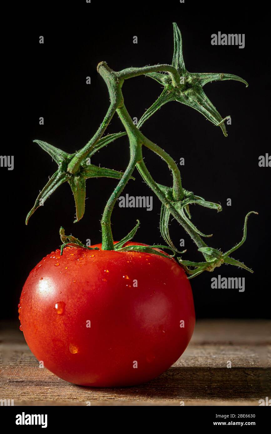Einzelne Tomate auf der Rebe. Stockfoto