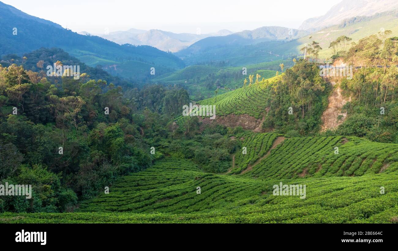 Blick auf die üppigen grünen Teestände von Munnar im Morgenlicht. Ein Blick auf das schöne Tal. Stockfoto