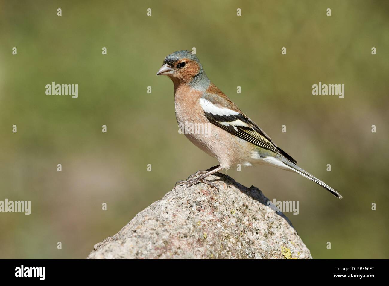 Seitenansicht eines wilden braunen Vogels (Buchfink, Fringilla coelebs) auf einem Felsen in der Natur Stockfoto