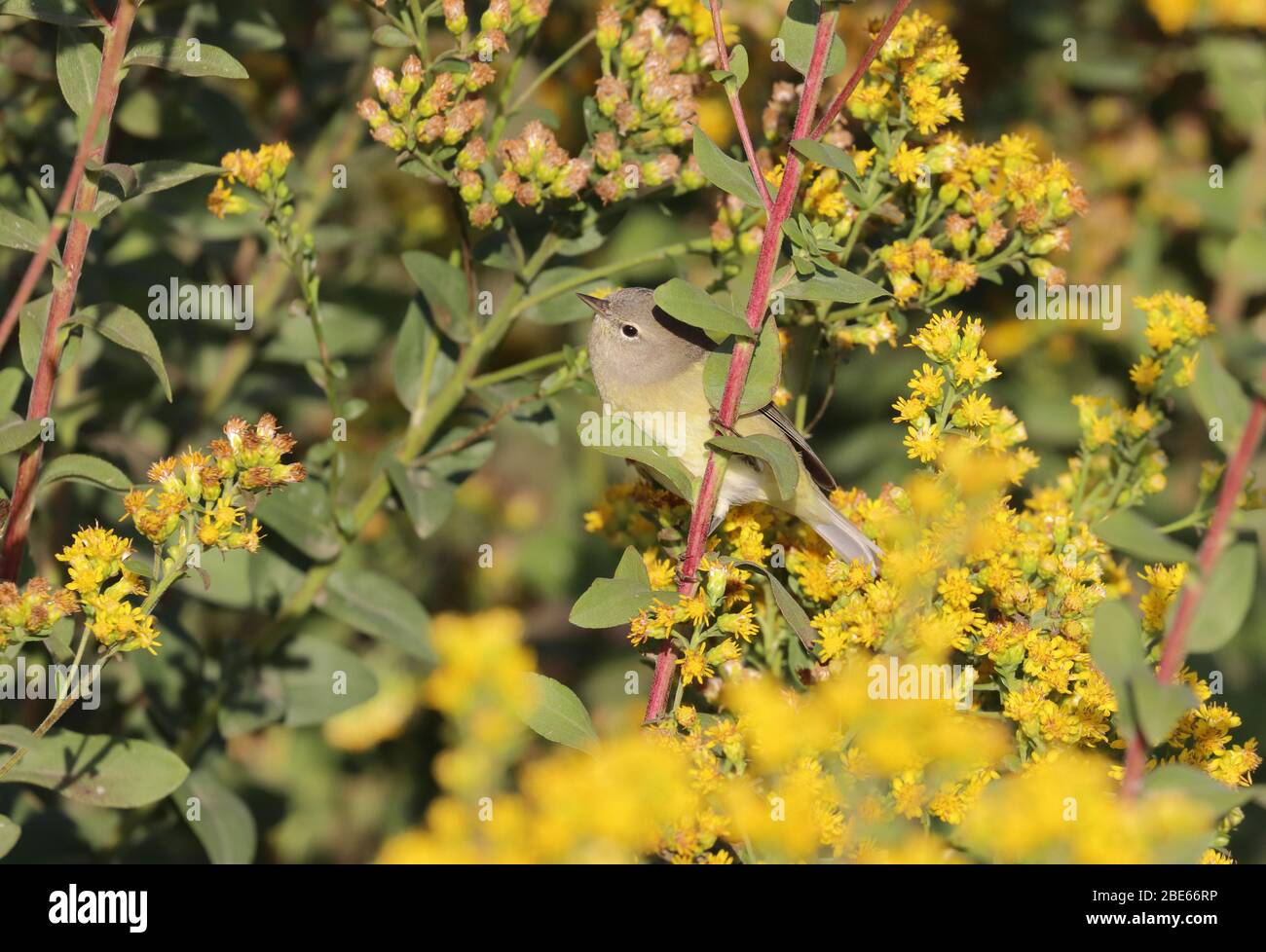 Orange-gekrönter Warbler 14. Oktober 2019 Blood Run State Park, Lincoln County, South Dakota Stockfoto