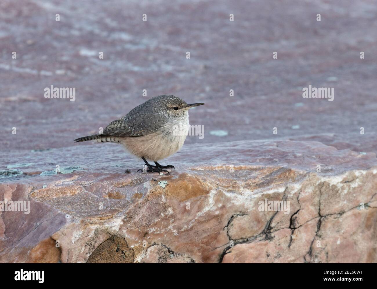 Rock Wren 14. Oktober 2019 Blood Run State Park, Lincoln County, South Dakota Stockfoto