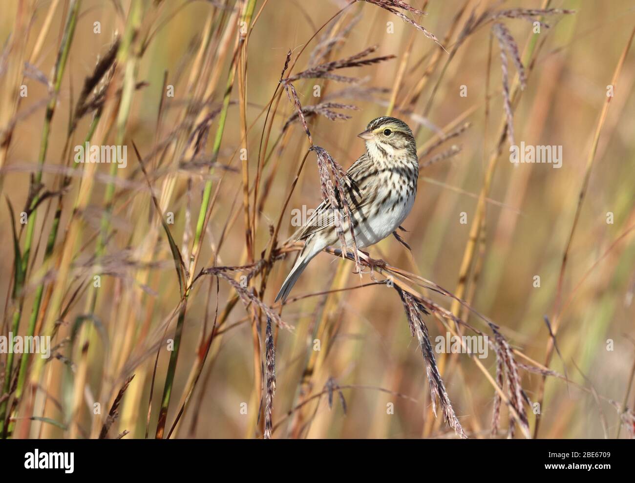 Savannah Sparrow 14. Oktober 2019 Good Earth State Park, South Dakota Stockfoto